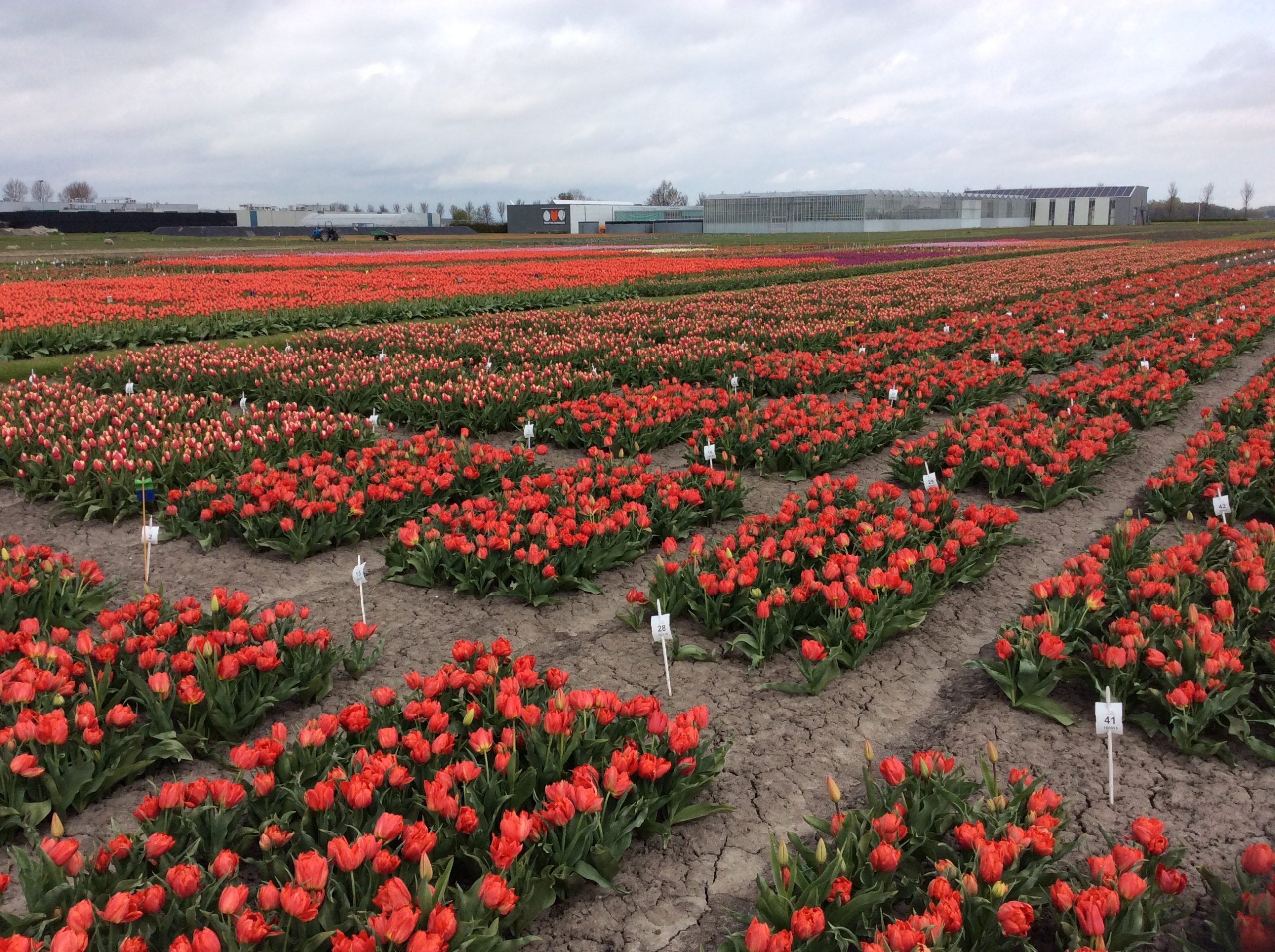 Groene Tulp proefveld