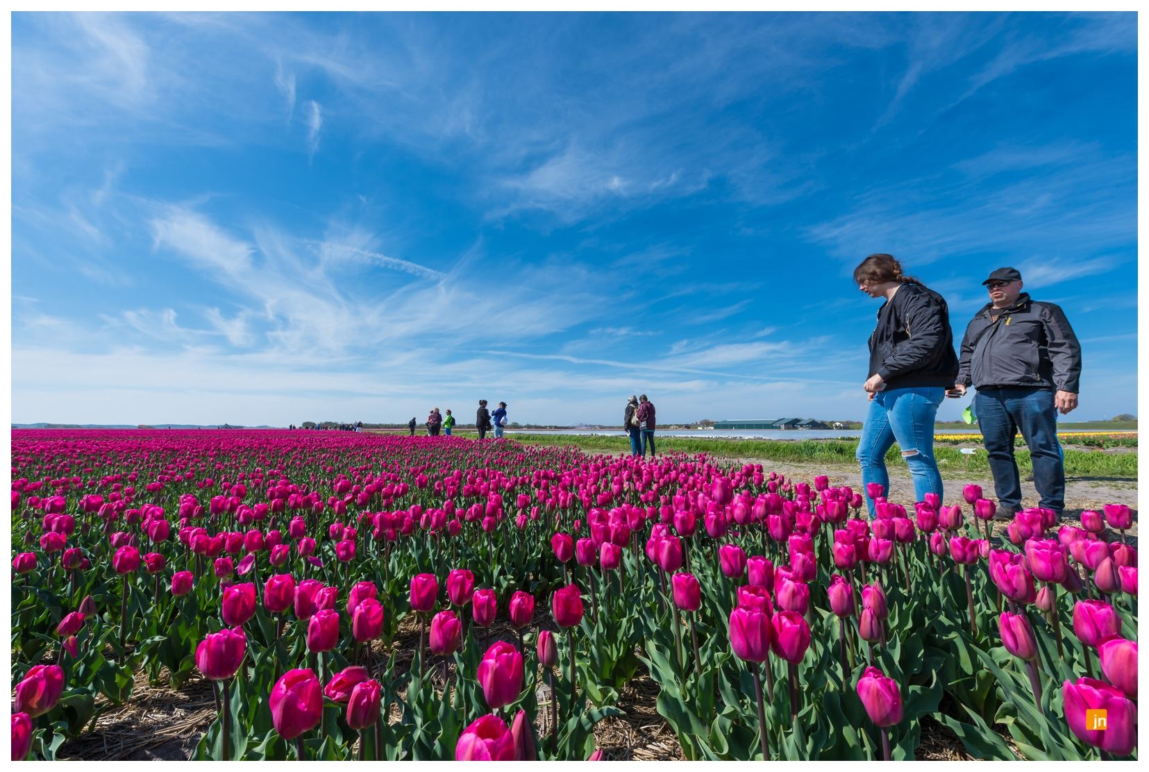 groene tulp 0.0