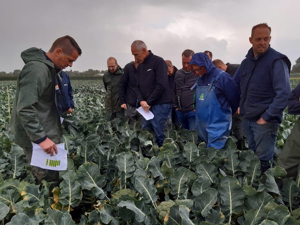 weersbestendige broccoli ondernemers